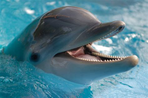 The world's most incredible aquatic mammals