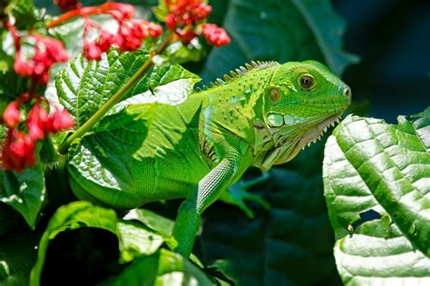 This Side Of The Fence: The Iguana Diet