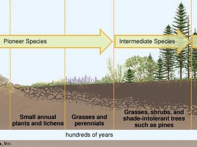 Which Best Describes How Succession Changes the Ecosystem