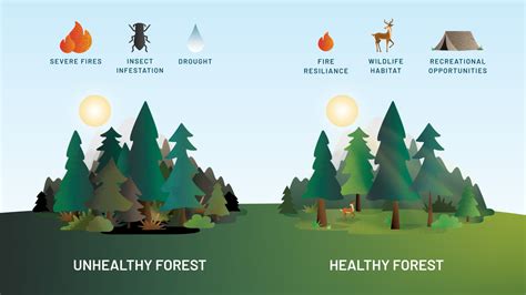 Is There Such a Thing as Too Many Trees? - National Forest Foundation