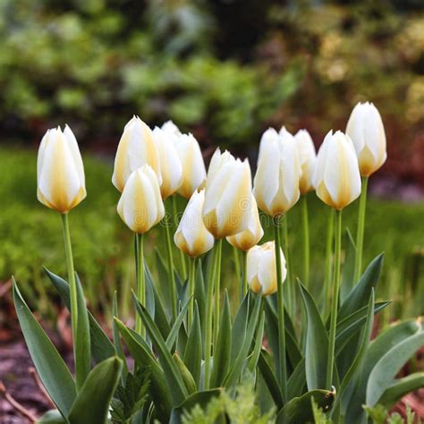 Beautiful White Tulips Growing in a Backyard Garden in Summer. Pretty ...