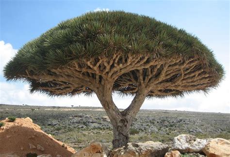 Dragonnier de Socotra — Wikipédia