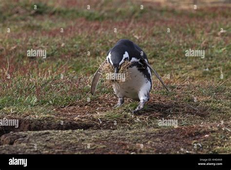 Magellanic penguin Spheniscus magellanicus adult with nesting material ...