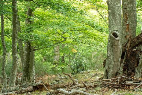 Support for The Forêt de la Massane National Nature Reserve | Fondation ...