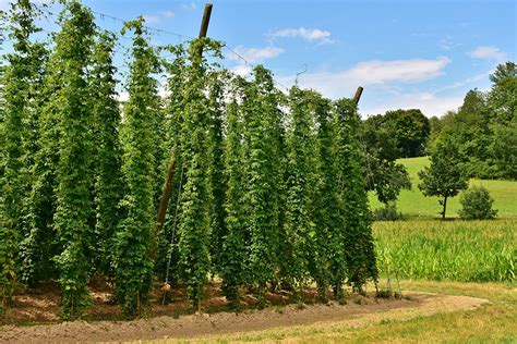 Growing Hops: The Complete Guide to Plant, Care, & Harvest Hops