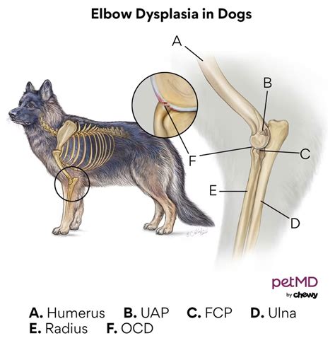 Elbow dysplasia in dogs