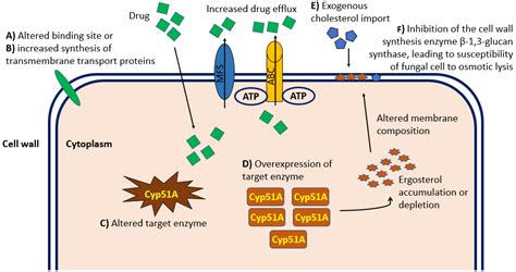 Biomedicines | Free Full-Text | Antifungal Drug Resistance: An Emergent ...