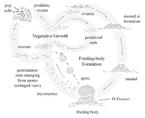 1. Myxococcus xanthus life cycle (after Paz-y-Miño-C and Espinosa 2018 ...