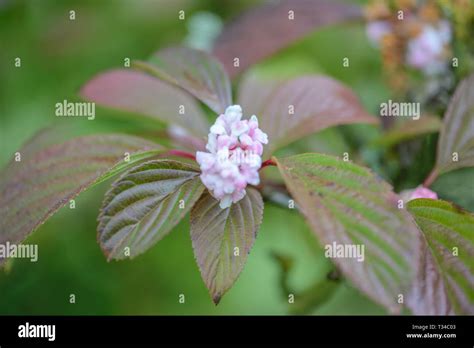 Viburnum x bodnantense Dawn Stock Photo - Alamy