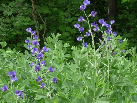 Baptisia australis (Blue Wild Indigo) | Native plant gardening ...