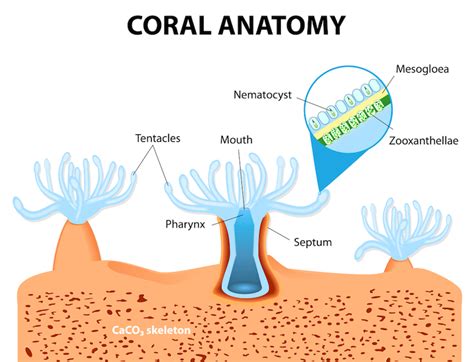 What Is Coral Bleaching And How Is It Caused? | Body Glove Hawaii