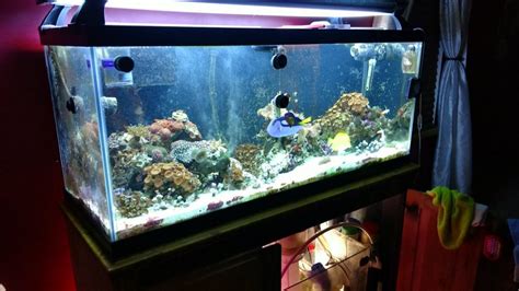 75 Gallon Aquarium Guide: Equipments, Fishes & Setup Ideas