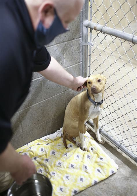 City goes with animal shelter plans