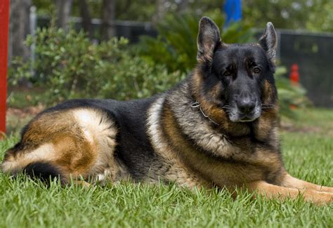 Breeders | Pendragon Acres U.S. K-9, Inc.