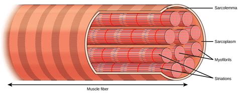 Muscle Contraction and Locomotion | OpenStax Biology 2e