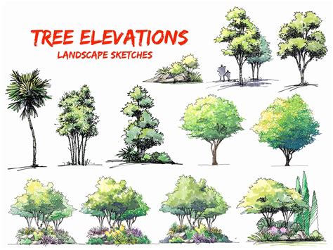 Hand-drawn Trees, Tree, Tree Elevations PNG, Landscape Design Elements ...