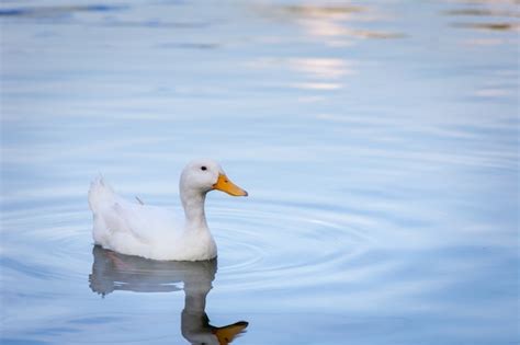 Premium Photo | White duck swimming