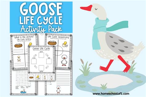 Life Cycle of a Goose Worksheet (Free Printable)