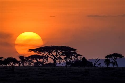 Free photo: Serengeti Sunset - Dark, Evening, Landscape - Free Download ...