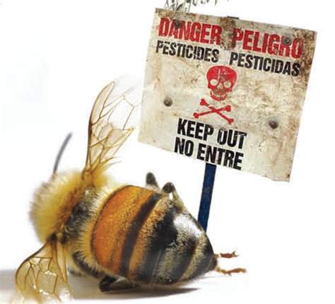 Toxic pesticides causing an Insect 'apocalypse' in U.S. - Craig ...