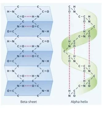 In proteins, the -helix and -pleated sheet are examples of-Turito