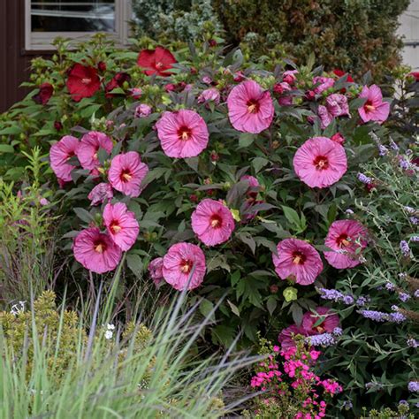 Hardy Hibiscus Add a Tropical Touch to the Garden Year After Year ...