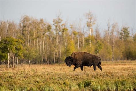 Like Distant Thunder: Canada’s Bison Conservation Story - Elk Island ...