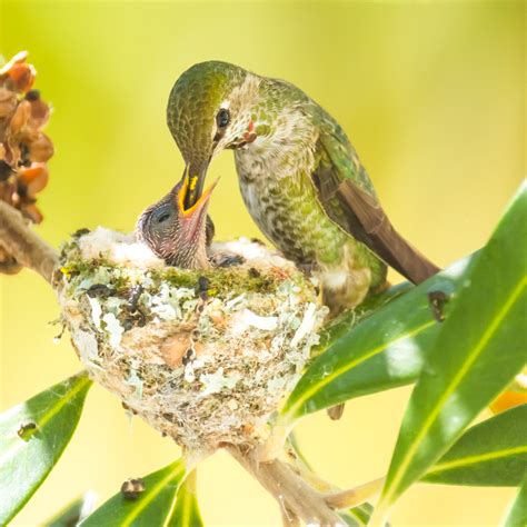 Life Inside a Hummingbird Nest | HuffPost Impact