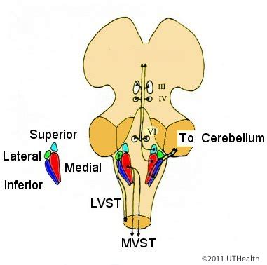 Neuroanatomy Online: Lab 6 - Auditory, Vestibular, Gustatory and ...