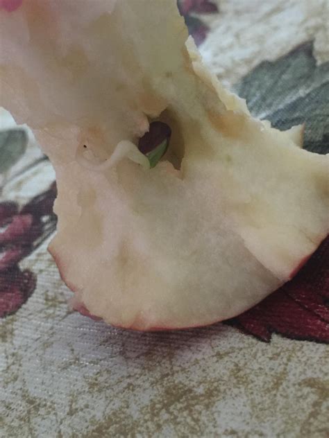 This Appleseed Germinating Within An Apple : r/interestingasfuck