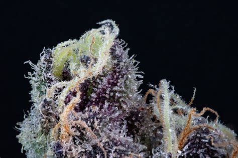 Super Boof – Agri-Genesis – Missouri Cannabis Cultivator and Manufacturer