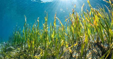 Best of BMT: Seagrass habitat restoration