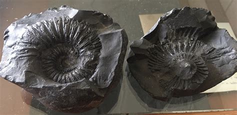 Please help identify this ammonite fossil - Fossil ID - The Fossil Forum