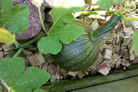 Cucurbit Family | Cucumber plant, Cucumber beetles, Sweet dumpling squash