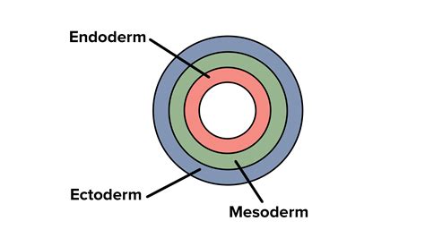 What is the mesoderm layer?