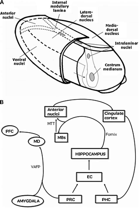 A schematic representation of the principal thalamic nuclei cited in ...