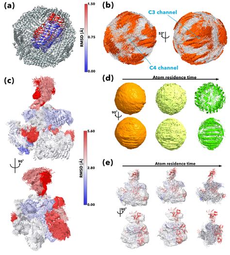 Molecular dynamics of apoferritin and archaeal RNAP. Apoferritin ...