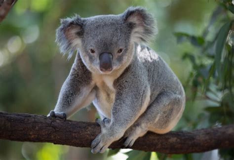 Cute and Funny Koala Names | Naming Tips for an Unforgettable ...