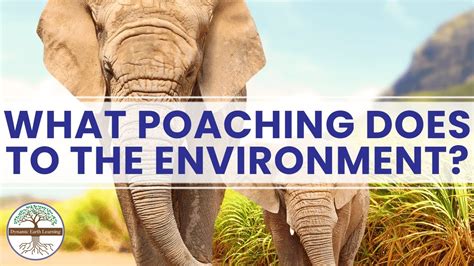 What Poaching Does to the Environment Dynamic Earth Learning - YouTube