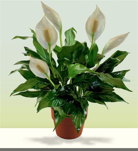 Garden & Outdoors Indoor Plants 80cm PEACE LILY Spathyphyllum House or ...