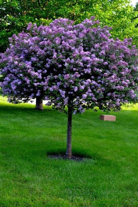 Belles naines arbres lilas pour votre jardin in 2020 | Easy landscaping ...