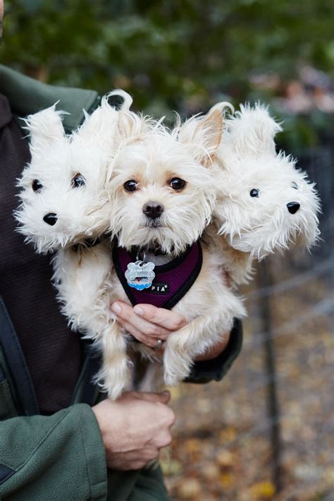 The 40+ Best Dog Costumes EVER | Dog costumes halloween small, Small ...