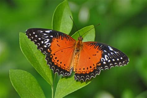 Red Lacewing | Beautiful butterflies, Most beautiful butterfly, Lacewing