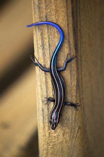 Blue-tailed Skink | Cute reptiles, Lizard, Animals beautiful