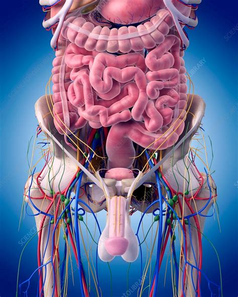 Male anatomy - Stock Image - F015/5989 - Science Photo Library