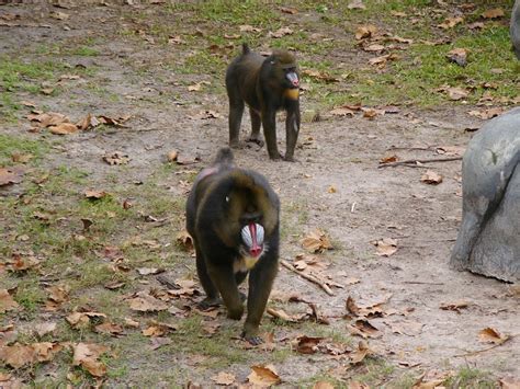 The Online Zoo - Mandrill