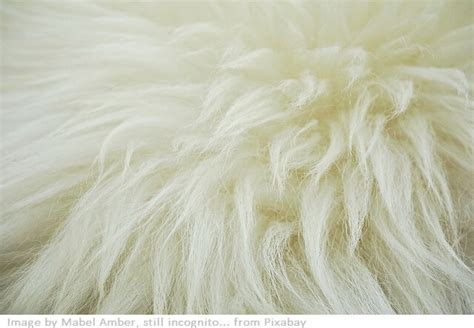 Collect Pictures of Animals Whose Hair Is Used as Wool - Massey Thernon66