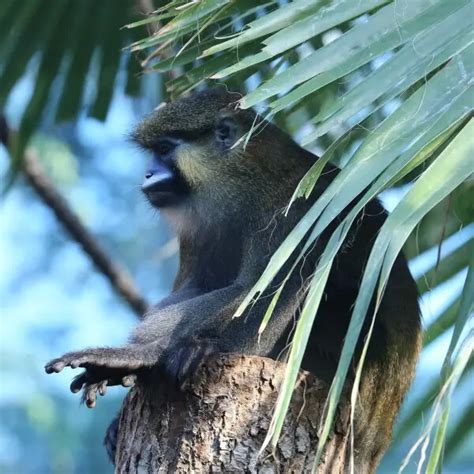 Moustached guenon - Facts, Diet, Habitat & Pictures on Animalia.bio