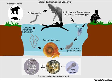 Schistosoma mansoni: Trends in Parasitology