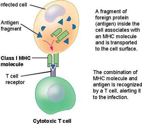 t_cells.html 43_09TcellsAndMHC_A.jpg